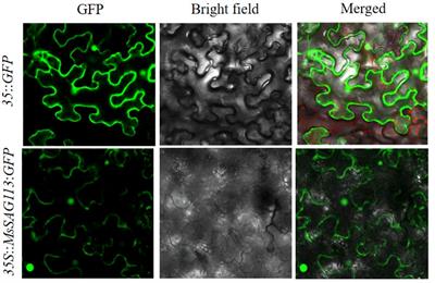 Overexpression of MsSAG113 gene promotes leaf senescence in alfalfa via participating in the hormone regulatory network